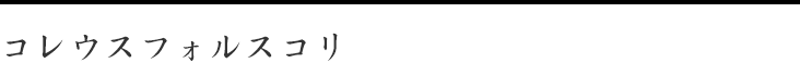 コレウスフォルスコリ